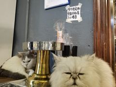 -more than meow吴止猫主题餐厅(承德 中船汇店)