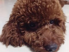 -瑞派·关忠动物医院·异宠专科·犬猫肿瘤·皮肤专科(望京店)