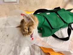 -宠爱国际动物医院· 猫科· 外科·中兽医(长白店)