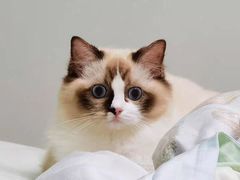 -宠爱国际动物医院· 猫科· 外科·中兽医(长白店)