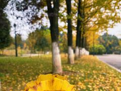 -铁山坪森林公园