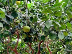 -国家植物园南园