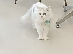 -共舞时光猫咖·狗咖(新街口店)