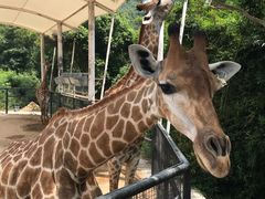 -泉州海丝野生动物世界