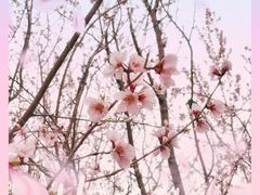 -桃花堤公园