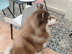 -Let's go狗咖·猫咖·奶狗·桌游(春熙路IFS店)