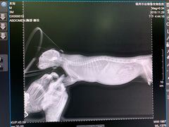 -动物缘宠物医院·骨科·猫科(西二环店)