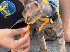 -瑞派·关忠动物医院·猫专科·犬专科(三环新城店)
