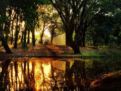 -上海共青森林公园