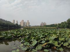 -前关湿地公园
