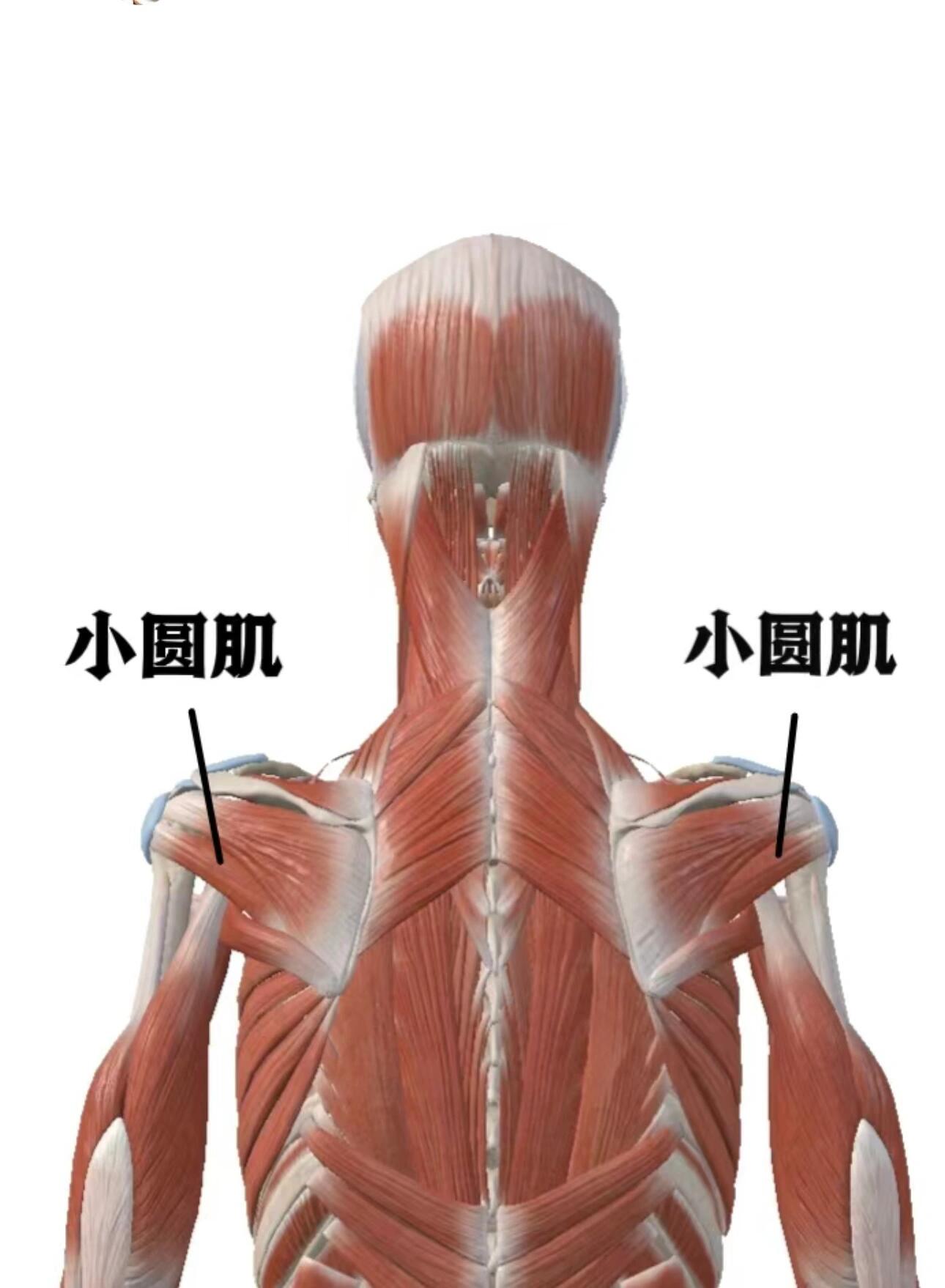 旋前圆肌位置图片图片