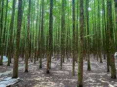 -山王坪喀斯特国家生态公园