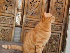 -喵屿·大理花园猫咖