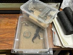 -酷以爬仙阁实体爬宠店·守宫·蜥蜴·专业繁育