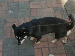 -瑞派福兴宠物医院犬猫全科·骨科·中西医结合(河东店)