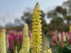 -春花秋色城市公园