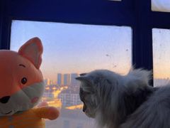-1013 PET SHOP 宠物商店(近铁城市广场店)