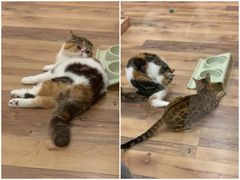 -袖虎·猫馆(体育西路店)