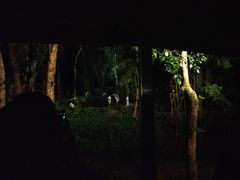 -清迈夜间动物园