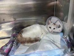 -四月宠物医院·猫专科·心脏专科·内科(转塘店)