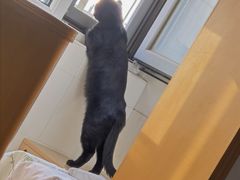 -美联众合爱康动物医院•复杂内科•肿瘤科•牙科•腔镜诊疗中心