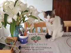 iphone_upload_pic-海边的猫和咖啡馆