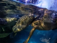 -烟台海昌鲸鲨海洋公园