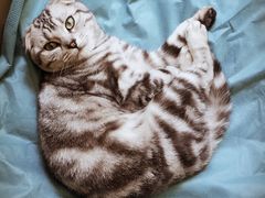 -康旭宠物医院(郑州总院)