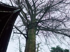 -缙云山景区