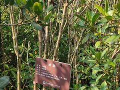 -东寨港红树林旅游区