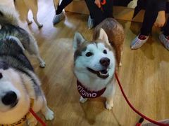 -Husky Go! 哈士奇体验馆·宠物咖啡厅狗咖