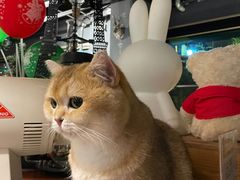 -咖法森林·咖啡  酒吧(天河店)