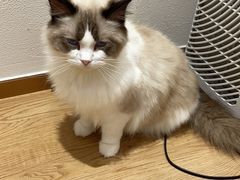 -1013 PET SHOP精品宠物商店(丁香店)