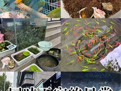 -青石桥花鸟鱼虫市场(叠翠城店)