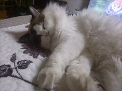 -宠福鑫康馨动物医院·骨科·眼科