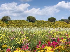 -紫颐香薰山谷景区