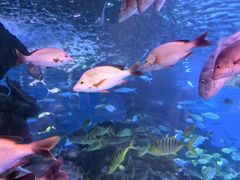 -太平洋海底世界