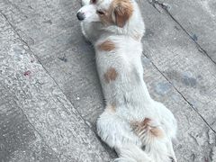 -西天尾扁食卤肉(湄洲农贸市场店)