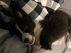 -严国平动物医院(德政总院)