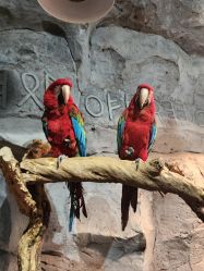 -Zoolung Zoolung动物主题公园(海信广场店)