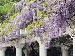 -洛阳市隋唐城遗址植物园