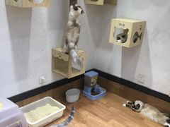 -猫色咖啡·猫咖