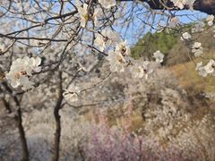 -北京西山国家森林公园