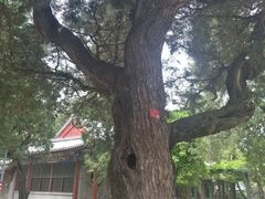 -北京市劳动人民文化宫(太庙)