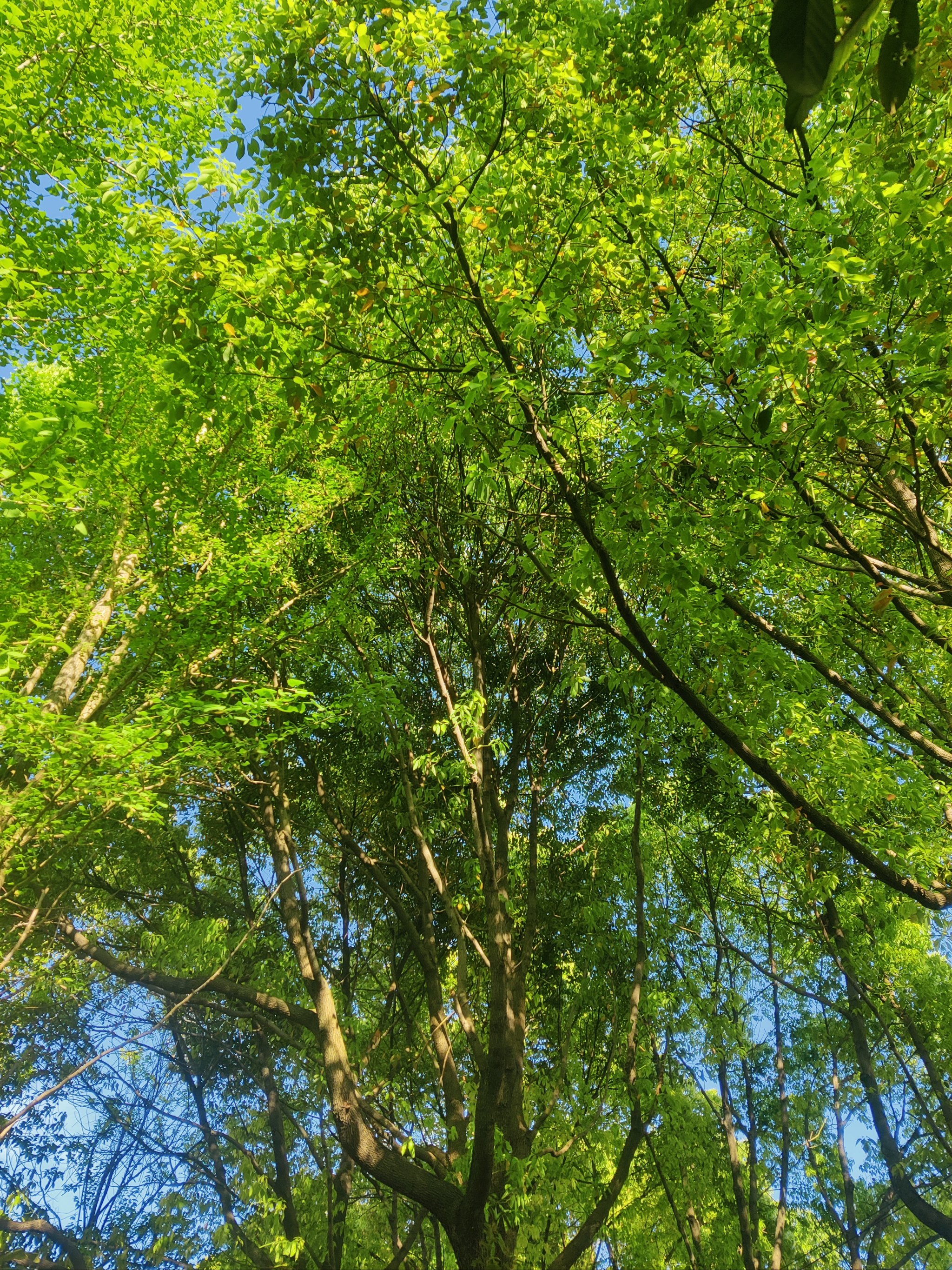 绿色手机桌面风景壁纸图片