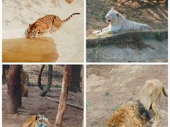 -云南野生动物园