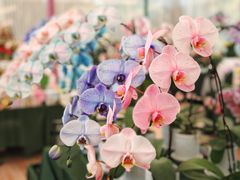 -上海鲜花港