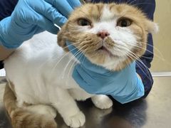 -爱妮康宠物医院·干细胞免疫细胞·肿瘤·心脏(张江店)