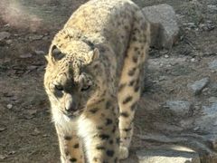 -青藏高原野生动物园