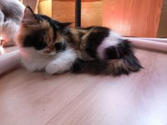 -Bastet sally猫舍购宠(静安店)